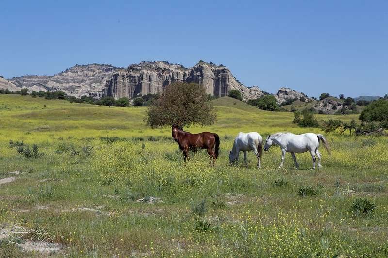 Meadow in the Izhri Nature Reserve