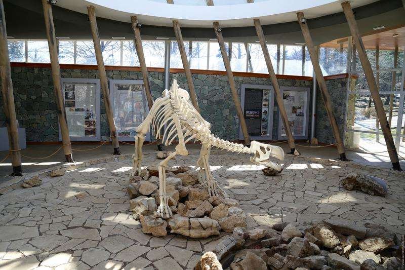Dinosaur skeleton in the Sataplia Nature Reserve