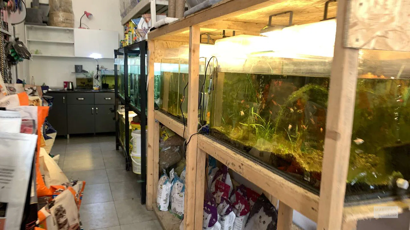 Аквариумы в магазине зоотоваров Zoomagazia