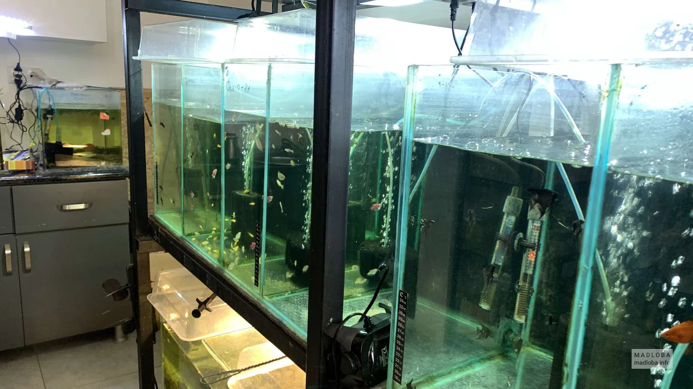 Аквариумы в магазине зоотоваров Zoomagazia