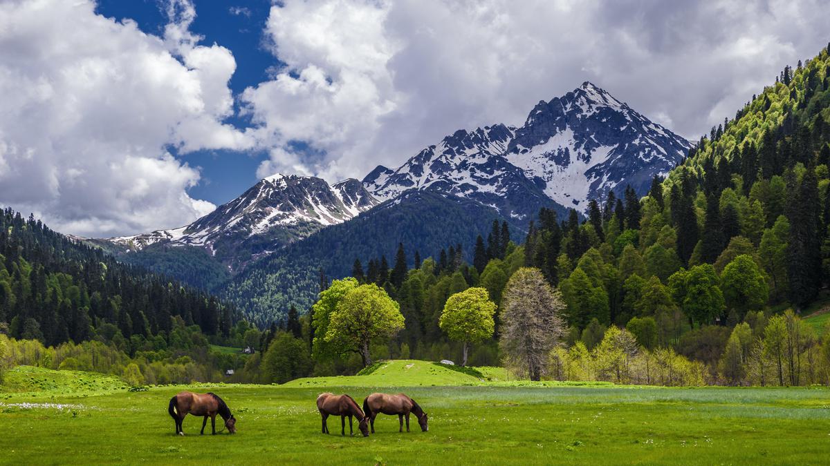 Абхазия лошади горы