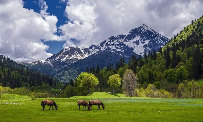 Abkhazia horses mountains