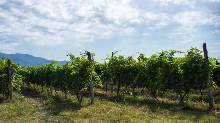 The largest enclave of grape growing in Kakheti is the Alazani Valley