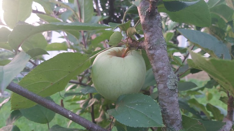 Project on non-standard apples in Gori: New opportunities for farmers