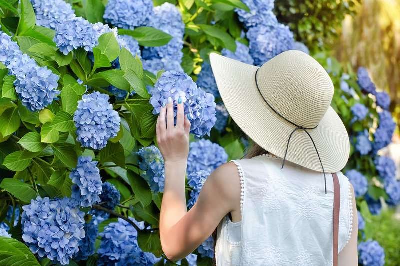 Hydrangeas