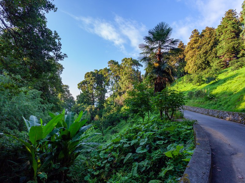 
								ბათუმის ბოტანიკური ბაღი