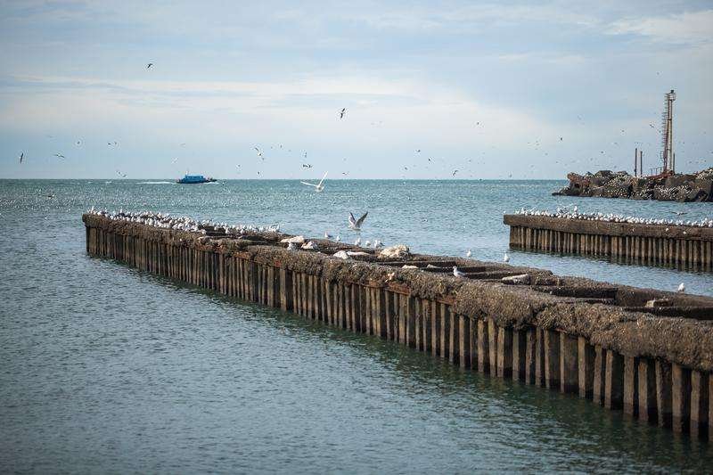 Seagulls over the Black Sea in Poti