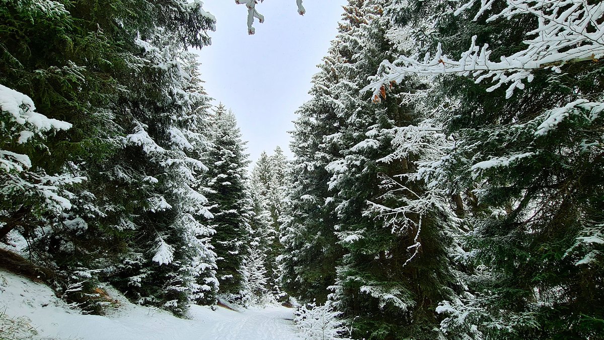 Боржоми снежный лес