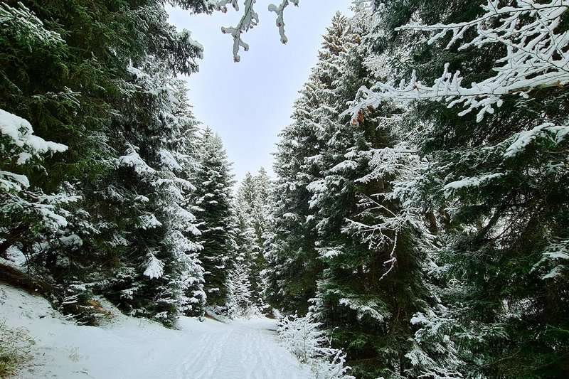 Borjomi snowy forest