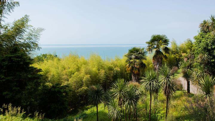 Botanical Garden in May — a magical place in Batumi