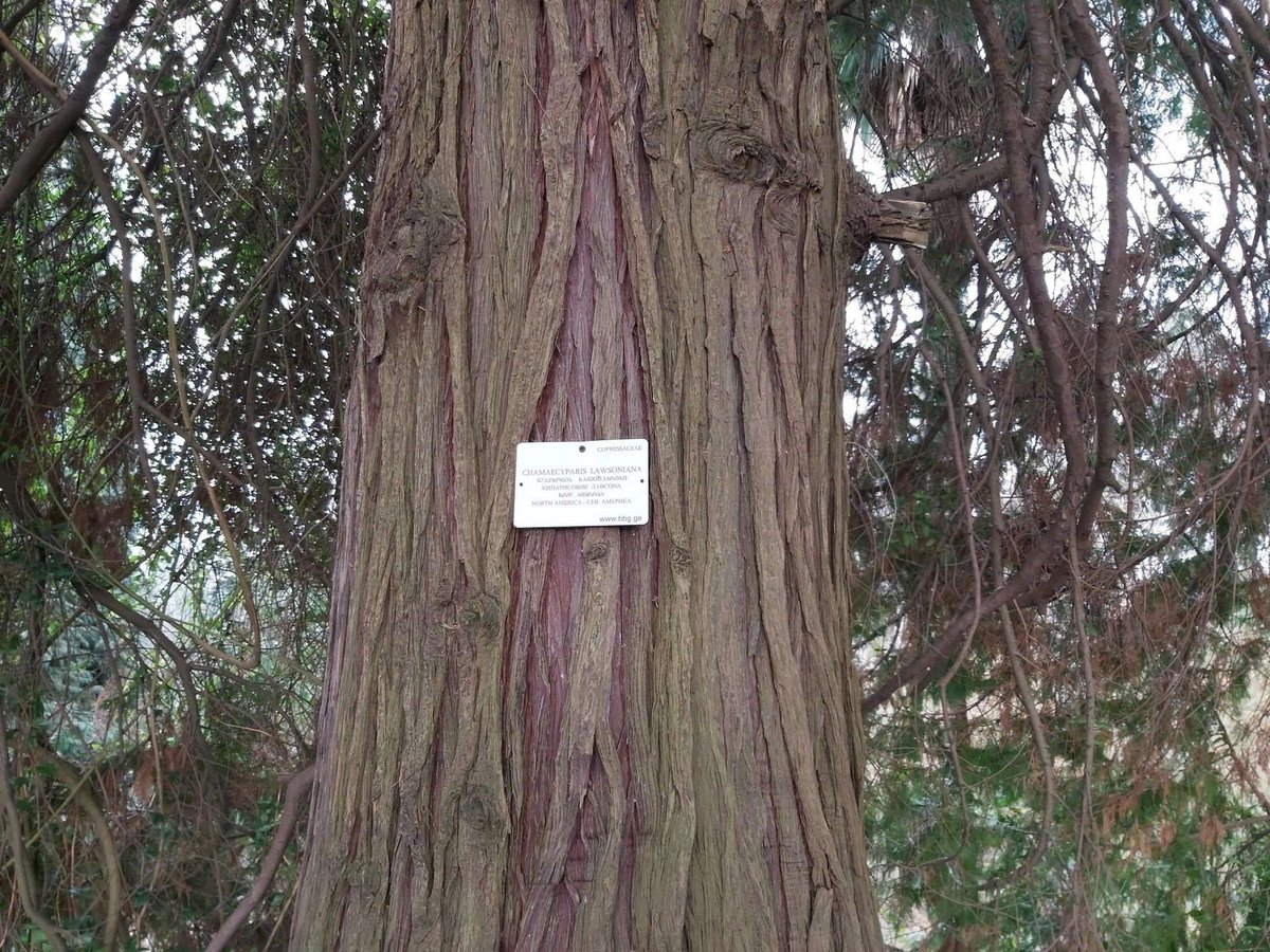 botanical-garden-in-batumi