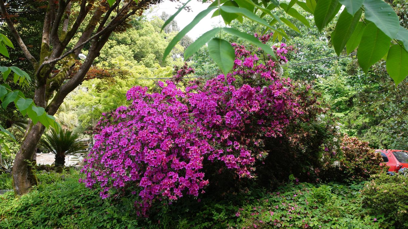 Ботанический сад – еще одно колоритное место в Батуми