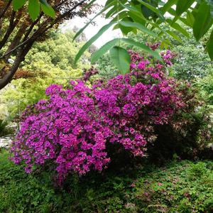 
										Развлечения - Ботанический сад в Батуми