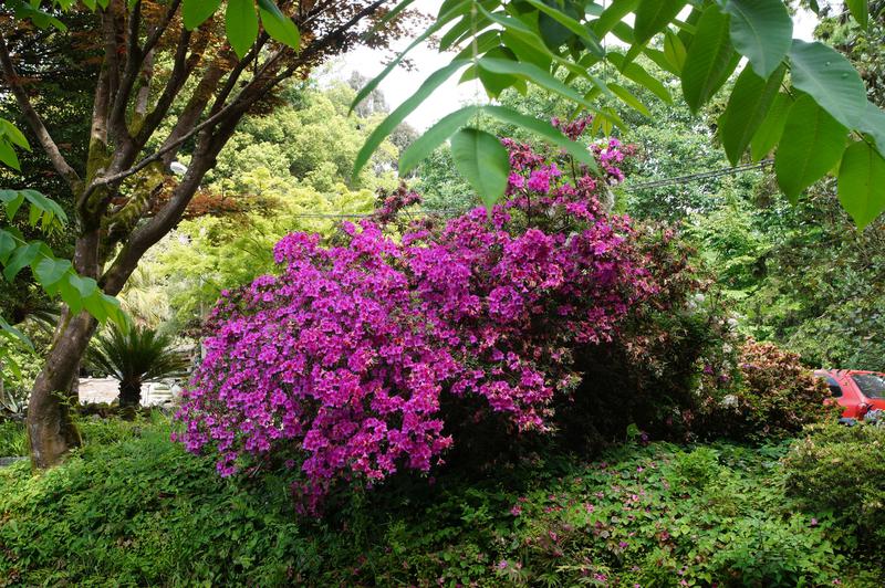 Ботанический сад в Батуми