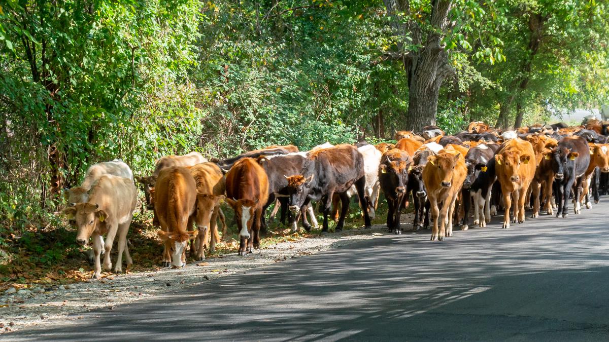 Стадо коричневых коров идет по дороге в Кахетии