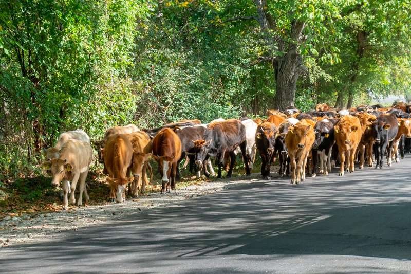A herd of brown cows walks along a road in Kakheti.