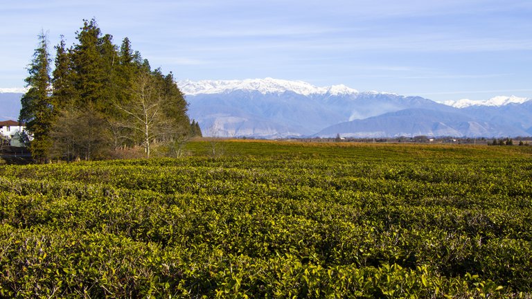 "Сегодня каждый может получить чайные плантации", - министр сельского хозяйства