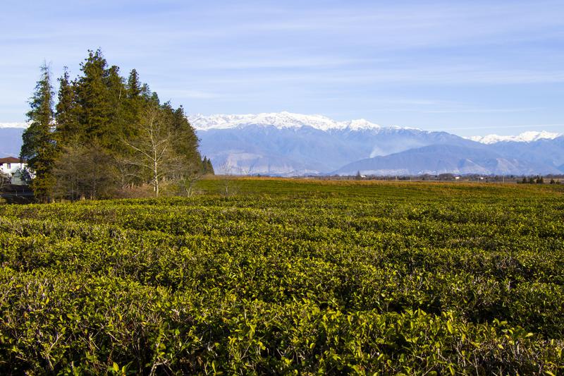 Чайные плантации в Грузии