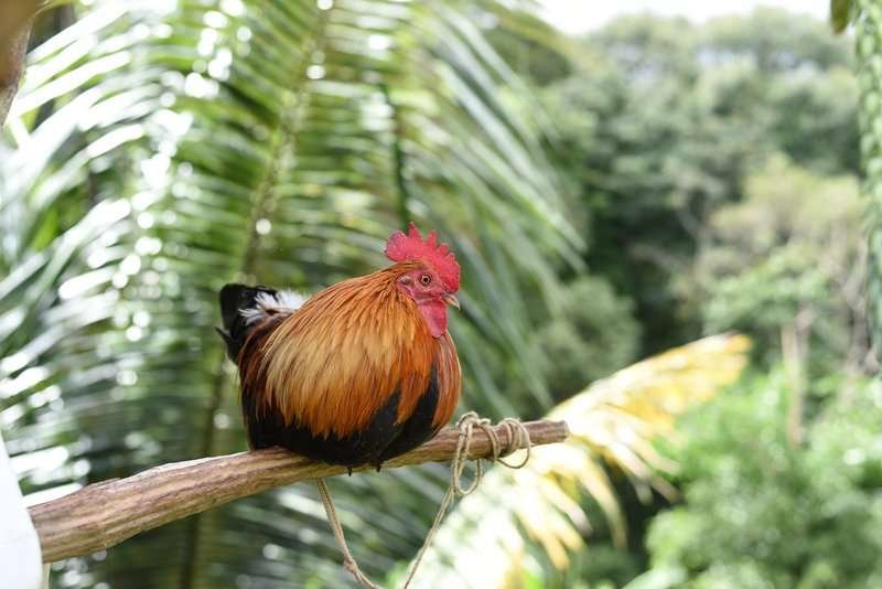 A rooster is sitting on the balcony of a house