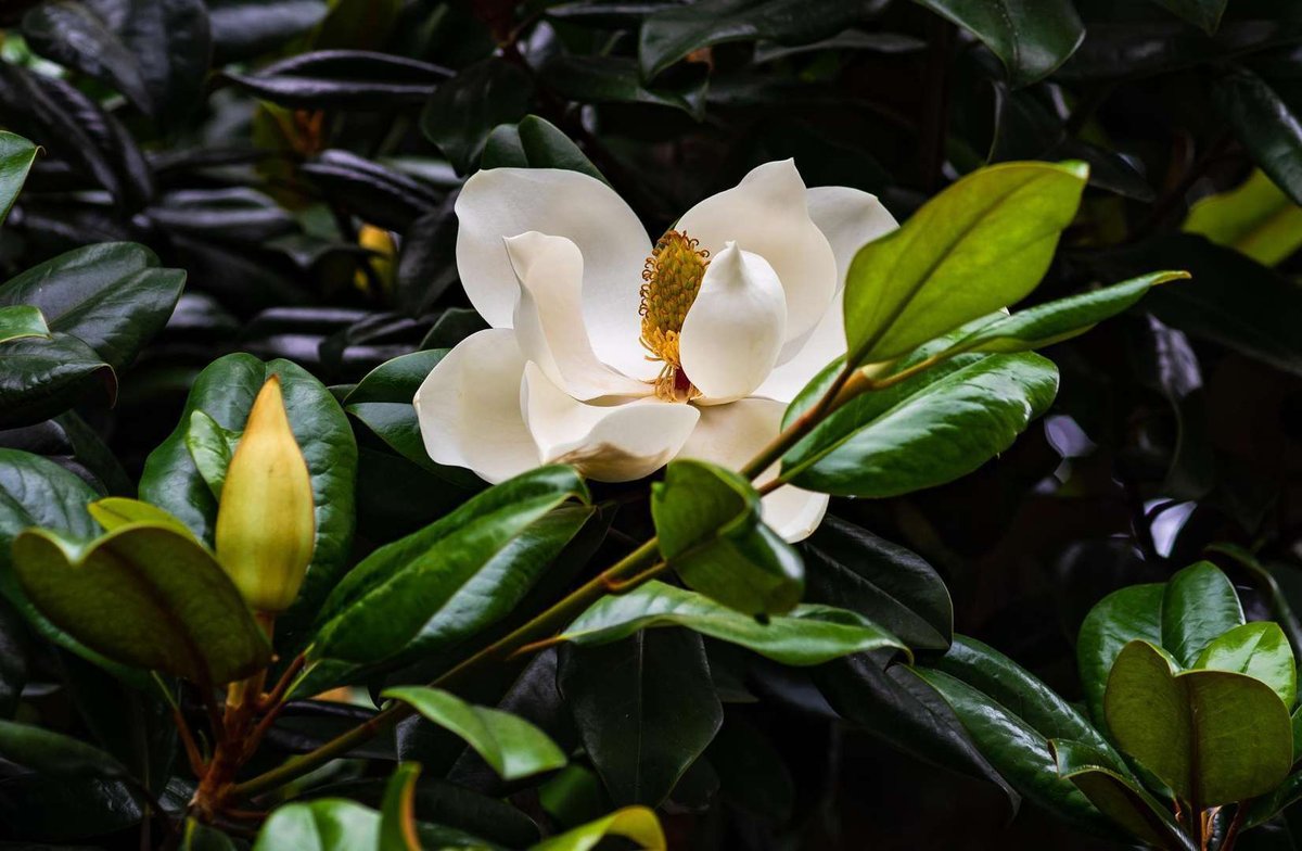 close-up-white-flowering-plant
