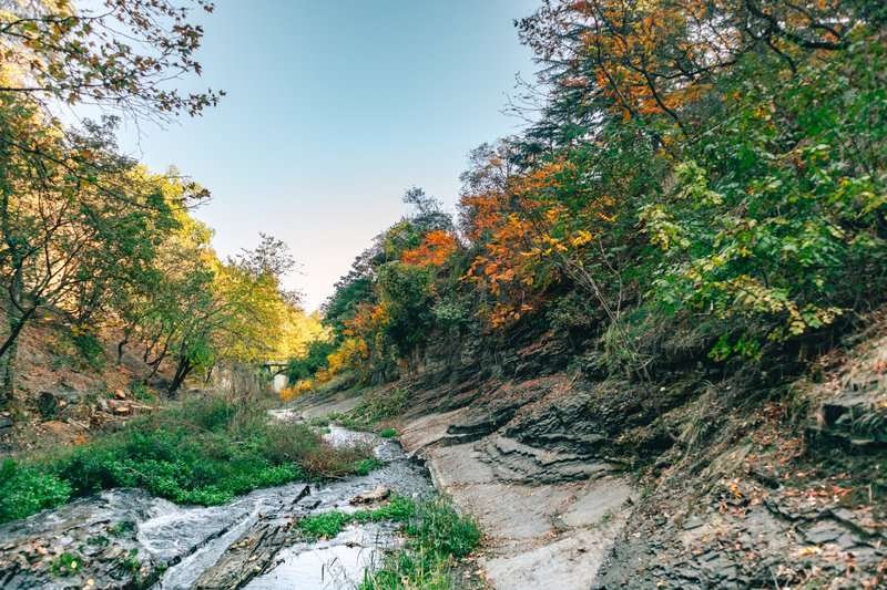 A colorful forest in the Tbilisi Botanical Garden