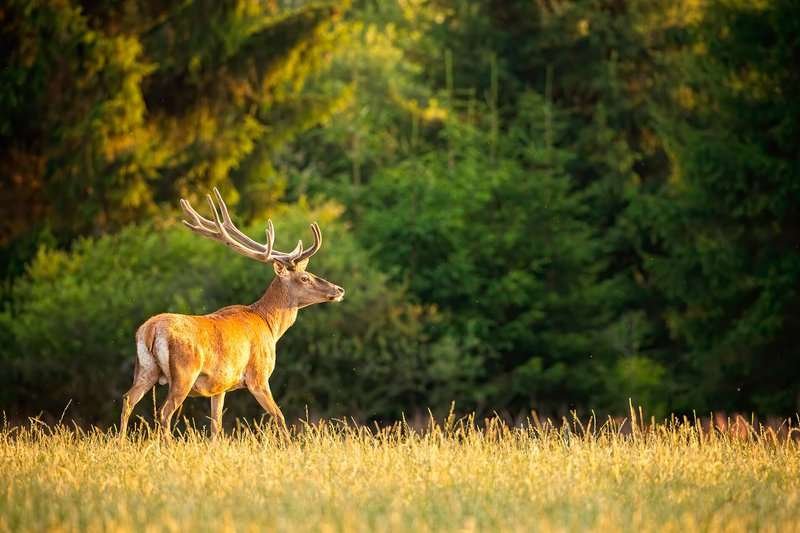 Deer in Georgia