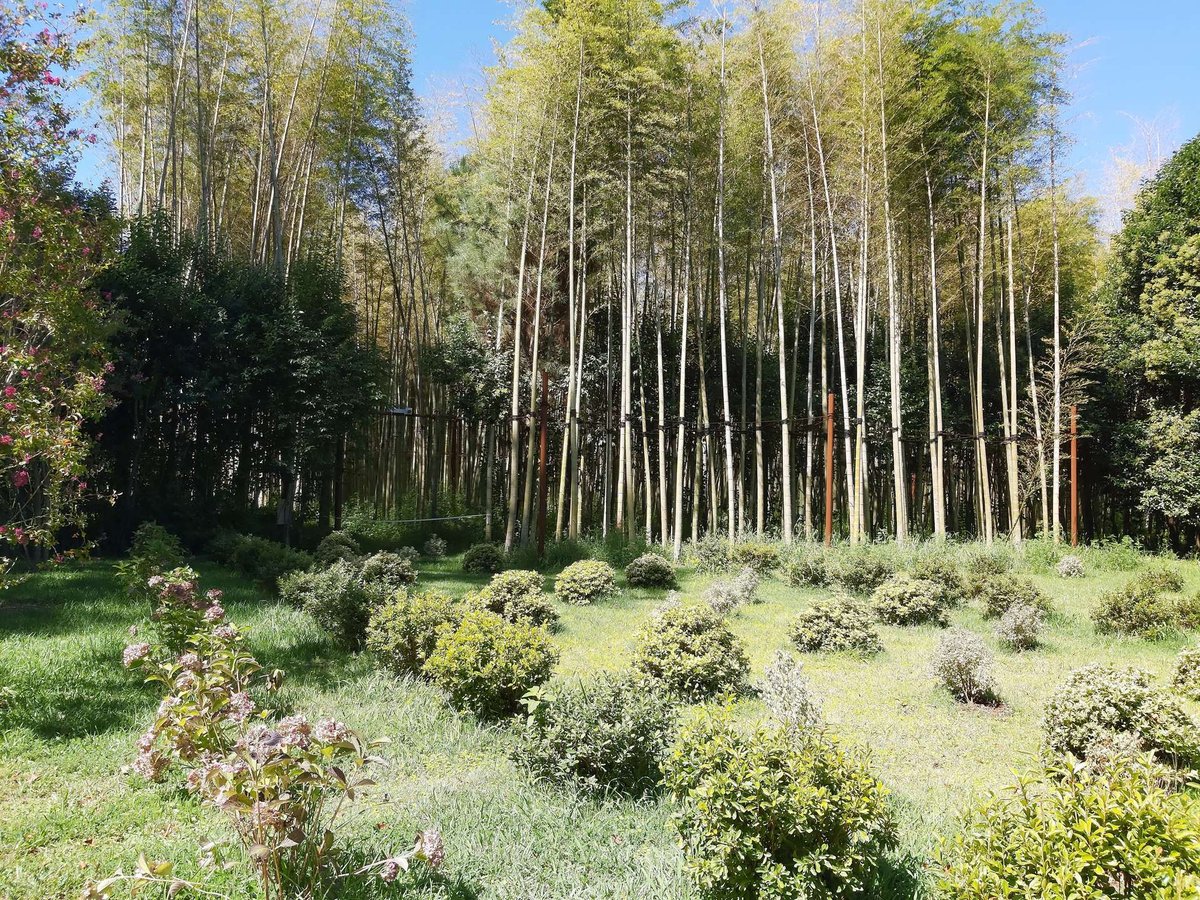 dendropark-shekvetili-01.original