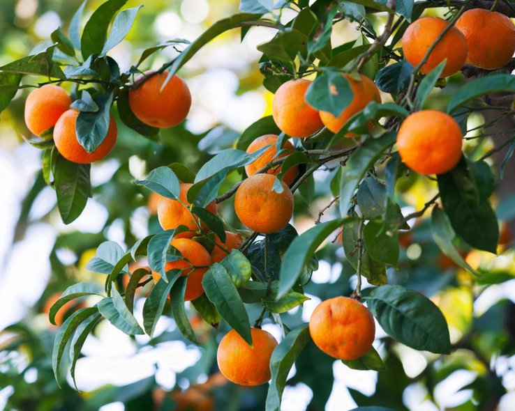 дерево с манадаринами в саду.jpg