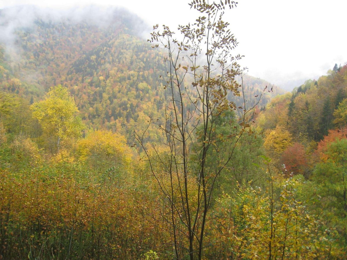 dolina-reki-dzama