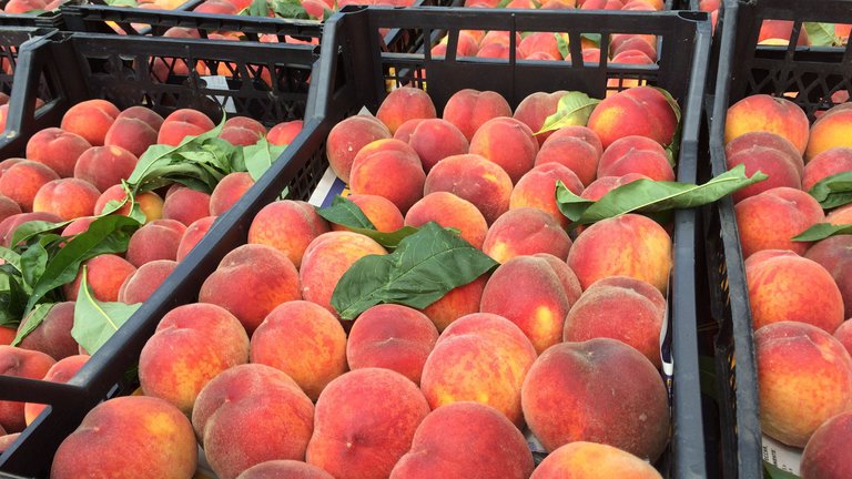 Georgia increases exports of peaches and nectarines, earning more than $ 22 million