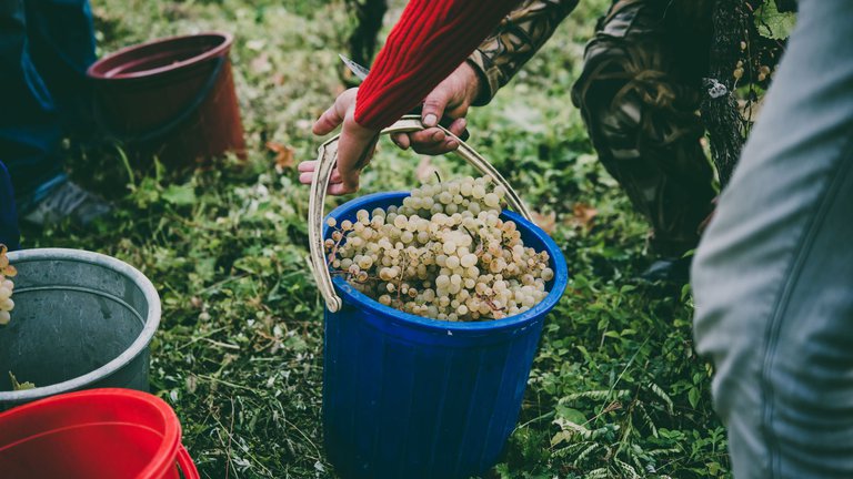 Фестиваль вина Ртвели – традиционный семейный праздник в Грузии