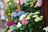 Flowers in Batumi. Flower shop "Donna Flora"