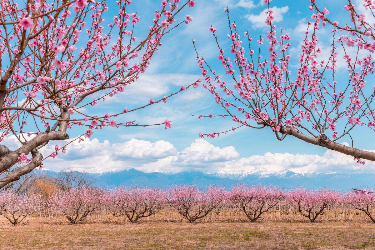 garden-spring-peach-kakheti-01.original