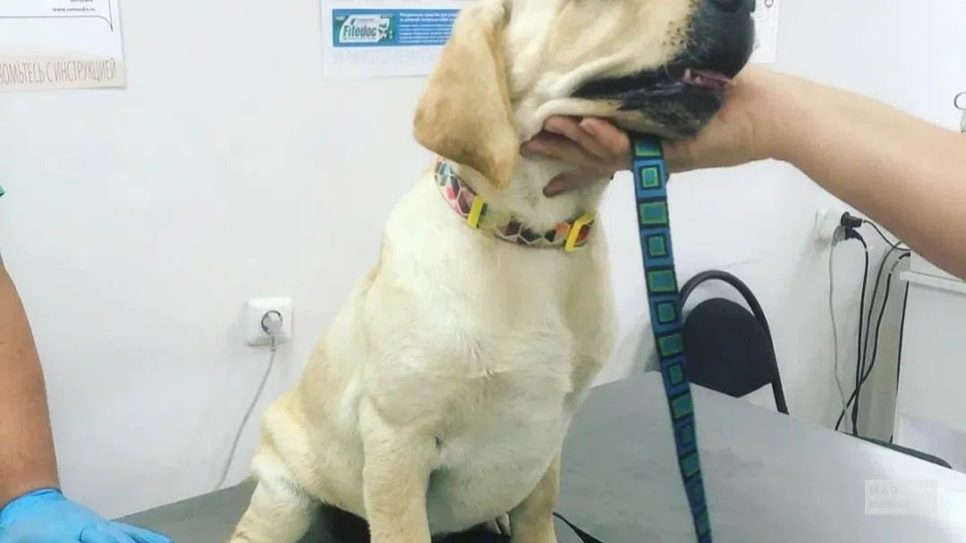 Собака на приёме у ветеринара