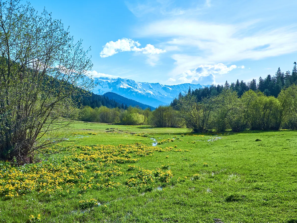 green-spring-meadow-mountains.max-1200x1200.format-webp.webp