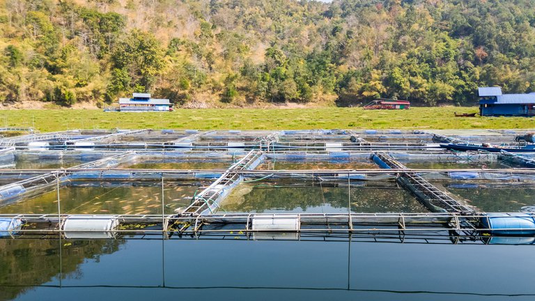 Грузия намерена увеличить разведение водных организмов