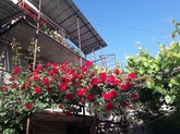 მეტრეველი