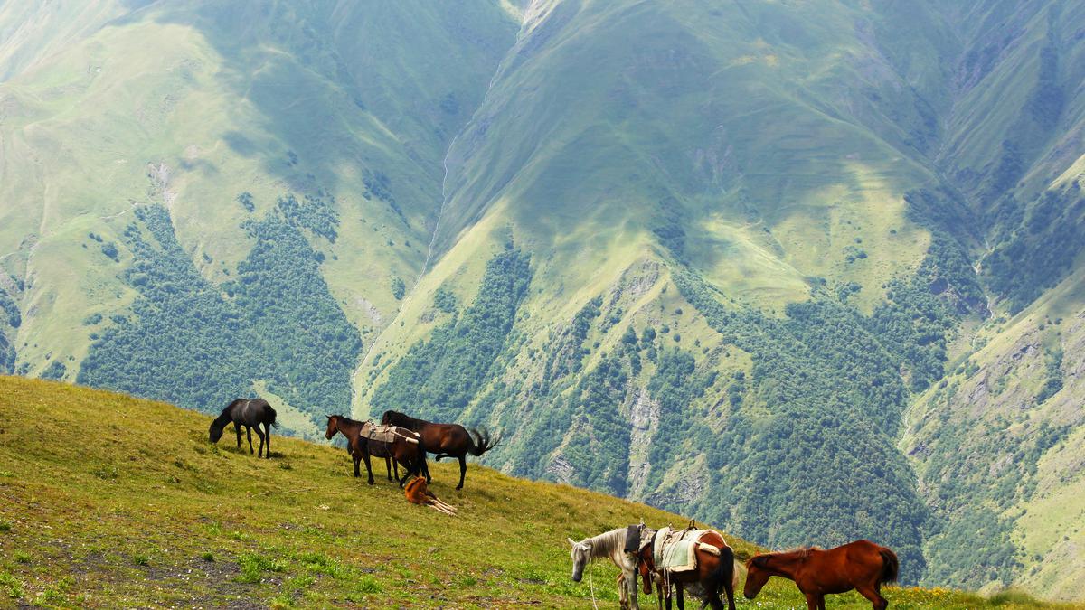Лошади в долине, пейзаж и дикая природа в Грузии