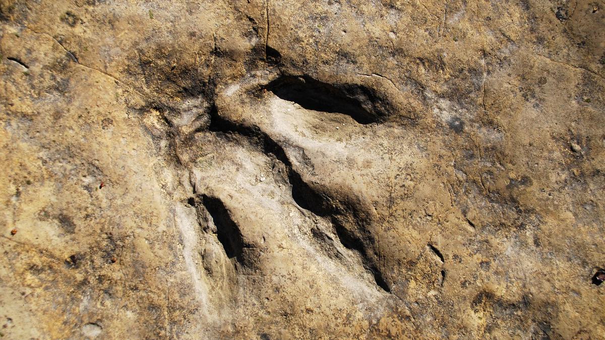 Следы динозавра в Имеретинском Пещерном Комплексе