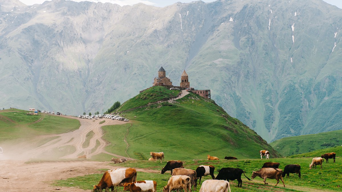 Коровы на фоне Церкви Святого Георгия и гор Казбеги, Степанцминда