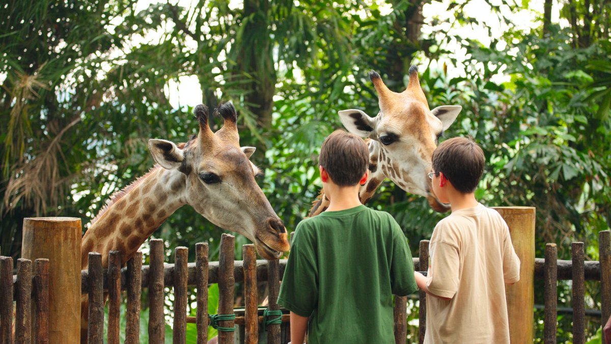 Жирафы в Тбилисском зоопарке