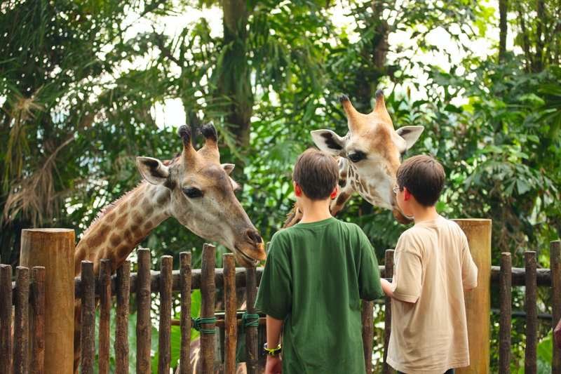 Children feed giraffes