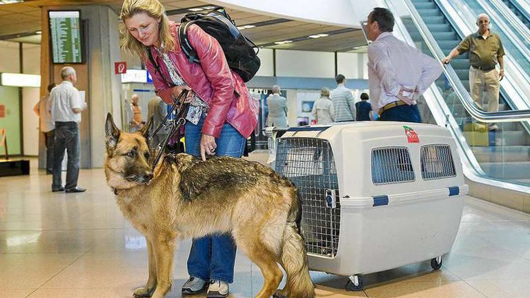 I want to share my experience of transporting a large dog in the cabin of an airplane from Tbilisi to Petersburg