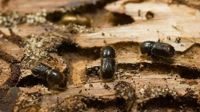Defeat the bark beetle — save the forests