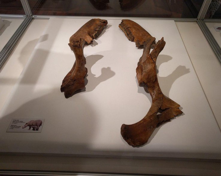 Кости животных в краеведческом музее имени Гиви Элиава