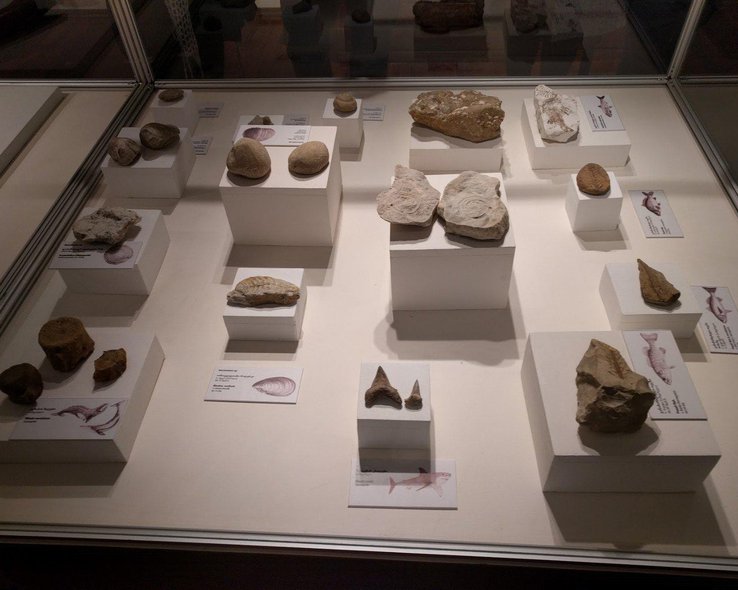 Археологические находки в музее имени Гиви Элиава в Мартвили