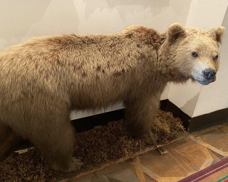 Чучело медведя в краеведческом музее Боржаоми