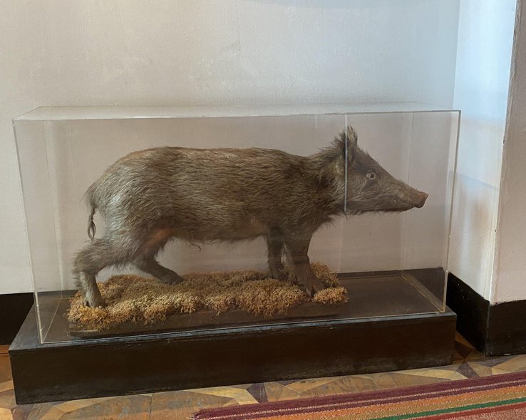 Чучело дикой свиньи в краеведческом музее Боржоми