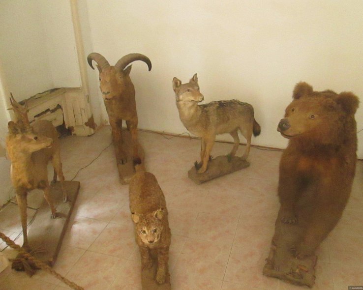 Чучела животных в краеведческом музее в Тбилиси