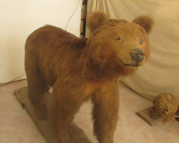 Чучело медведя в краеведческом музее в Они